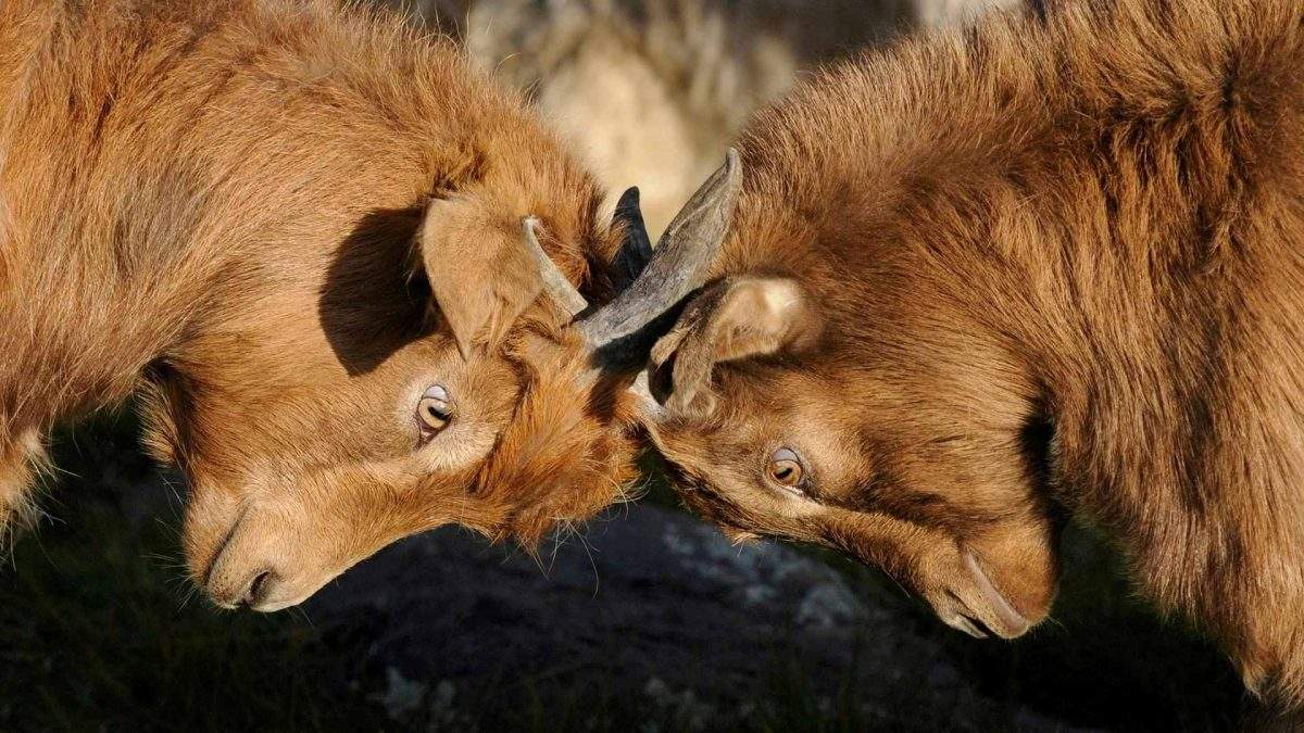 goats butting heads