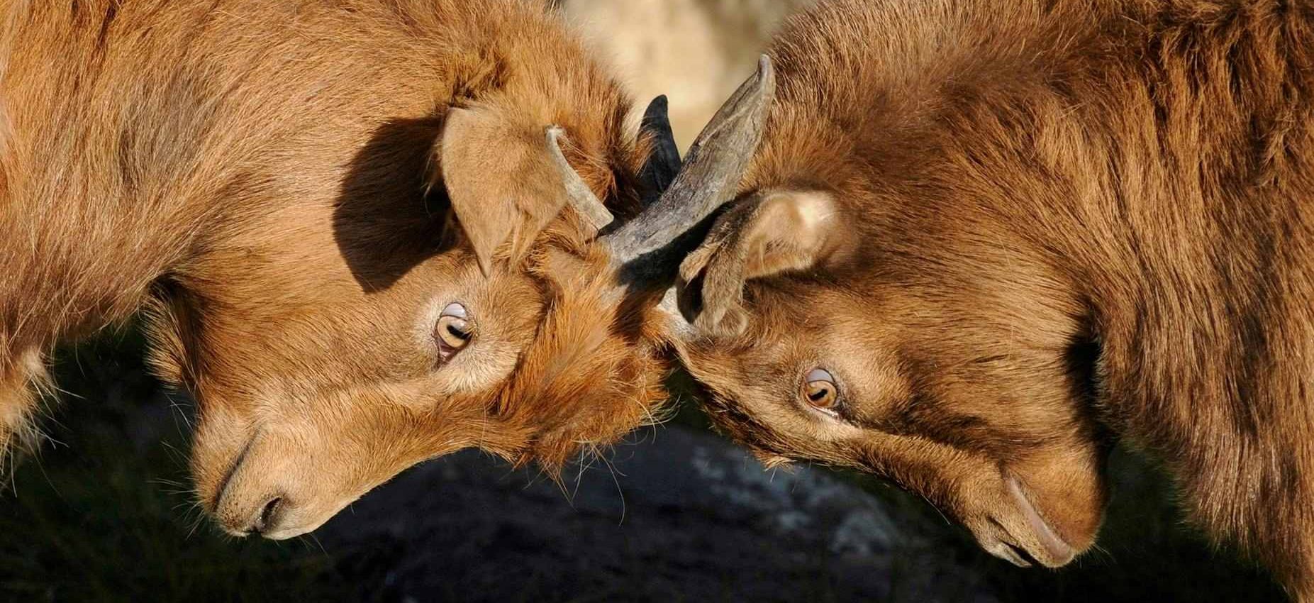 goats butting heads