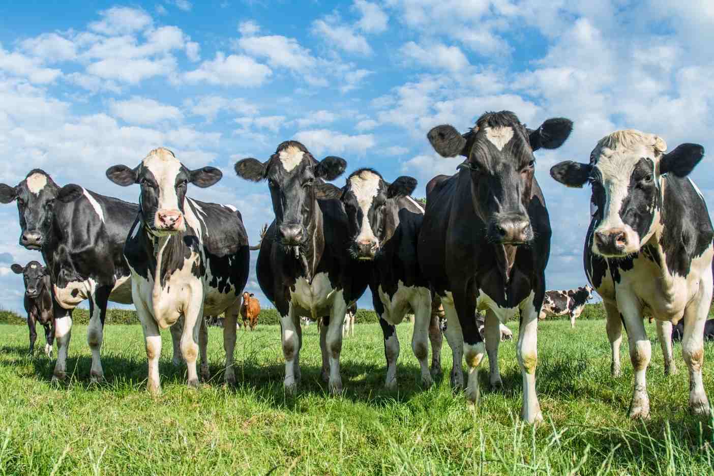 Featured image for “Discounted legal advice for farmers from the Farmer Network”